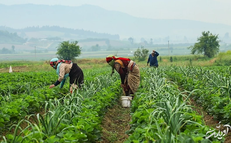 (تصاویر) برداشت توت فرنگی در گلستان